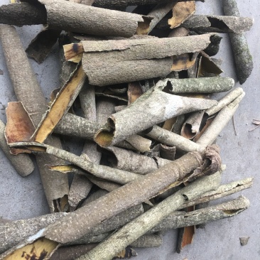 产地直供高含量救必应：欢迎国内植提企业前来考察洽谈业务！