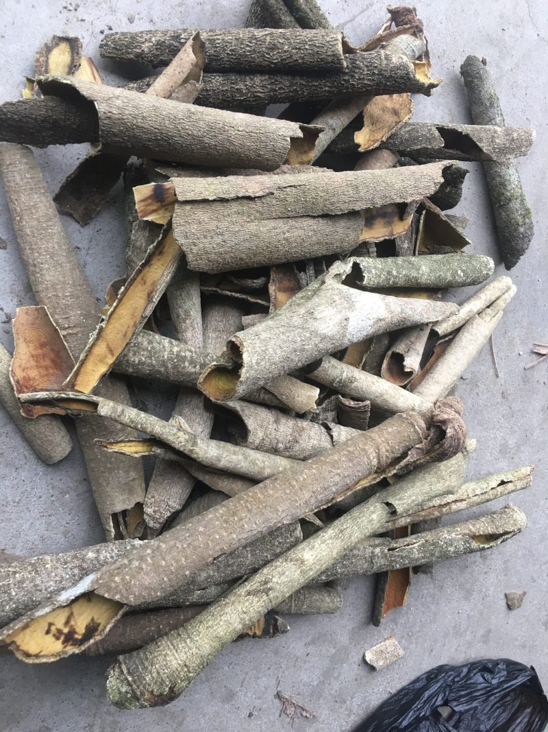 产地直供高含量救必应：欢迎国内植提企业前来考察洽谈业务！