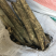 产地直供高含量救必应：欢迎国内植提企业前来考察洽谈业务！