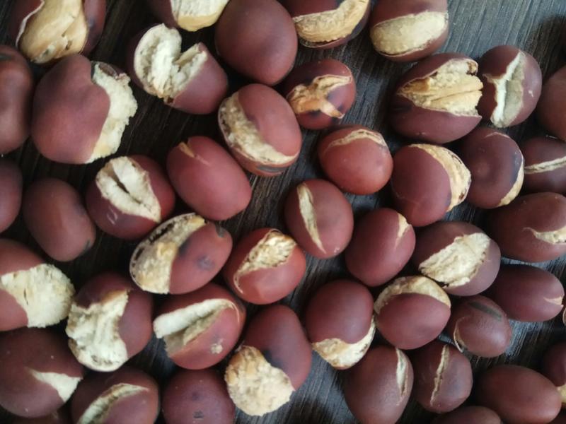 农副食品蚕豆的加工及销售