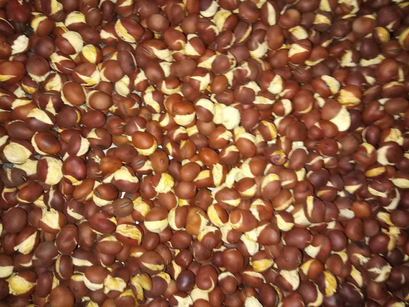 农副食品蚕豆的加工及销售