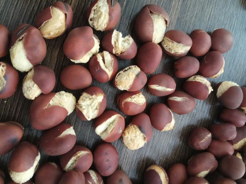 农副食品蚕豆的加工及销售
