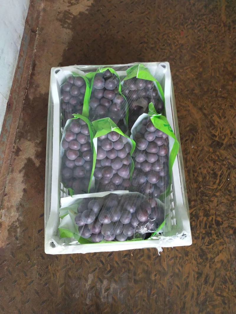 【葡萄】河北优质葡萄，万亩葡萄基地直发，皮薄多汁