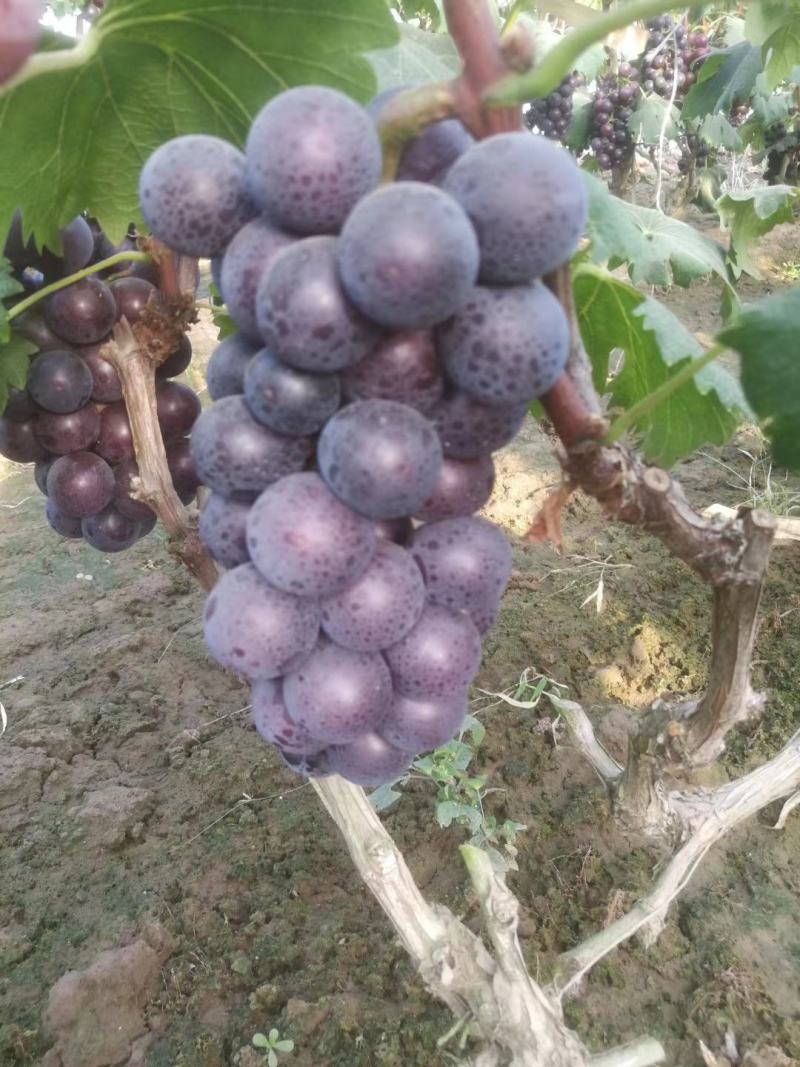 【葡萄】河北优质葡萄，万亩葡萄基地直发，皮薄多汁