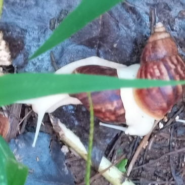 白玉蜗牛销售常年有货供应