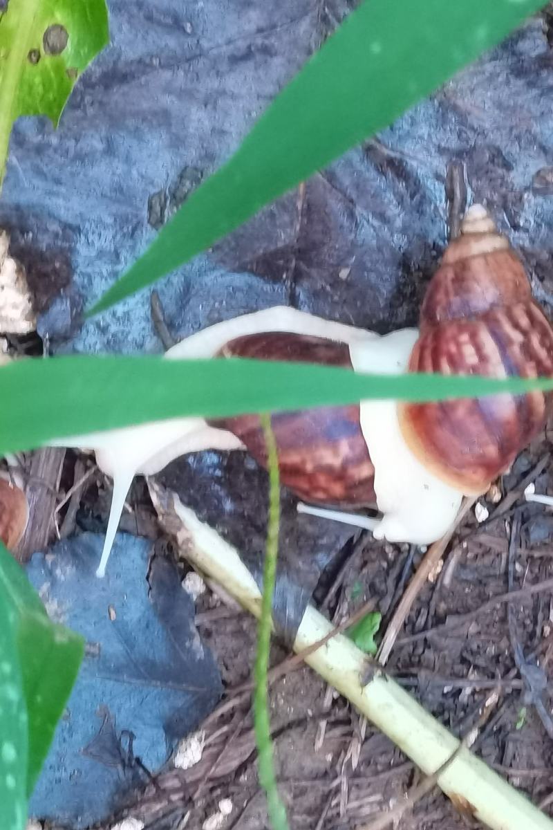 白玉蜗牛销售常年有货供应