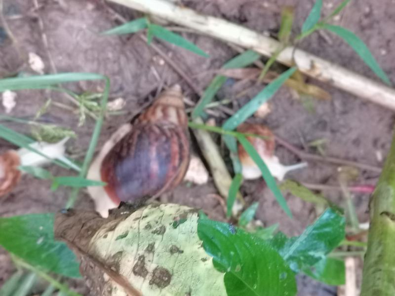 白玉蜗牛销售常年有货供应