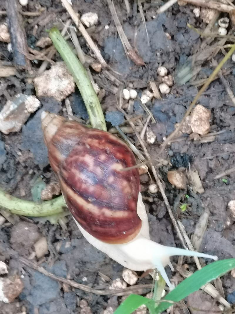 白玉蜗牛销售常年有货供应
