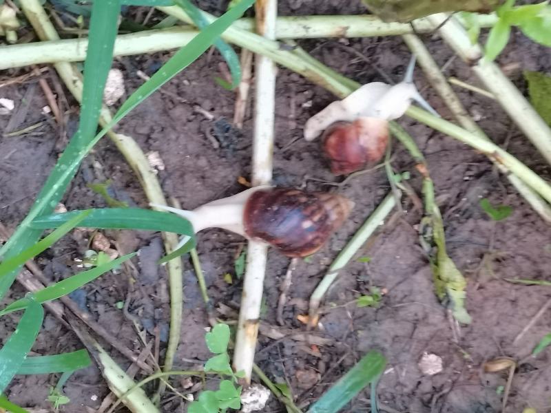 白玉蜗牛销售常年有货供应