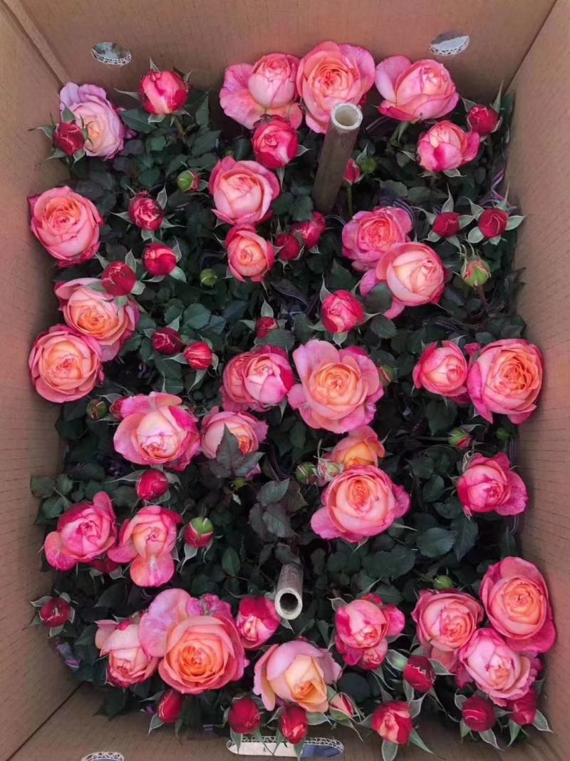 微型月季花卉盆景基地直供玫瑰小盆栽品种多