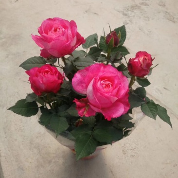 微型月季花卉盆景基地直供玫瑰小盆栽品种多