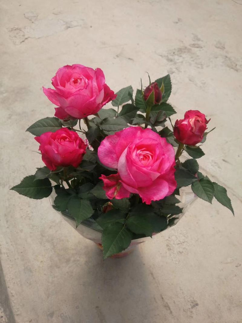 微型月季花卉盆景基地直供玫瑰小盆栽品种多