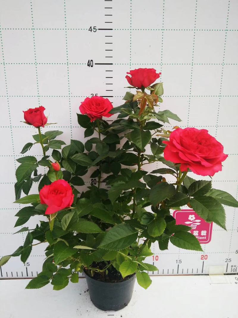 微型月季花卉盆景基地直供玫瑰小盆栽品种多