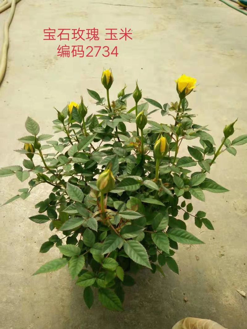 微型月季花卉盆景基地直供玫瑰小盆栽品种多