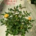 微型月季花卉盆景基地直供玫瑰小盆栽品种多
