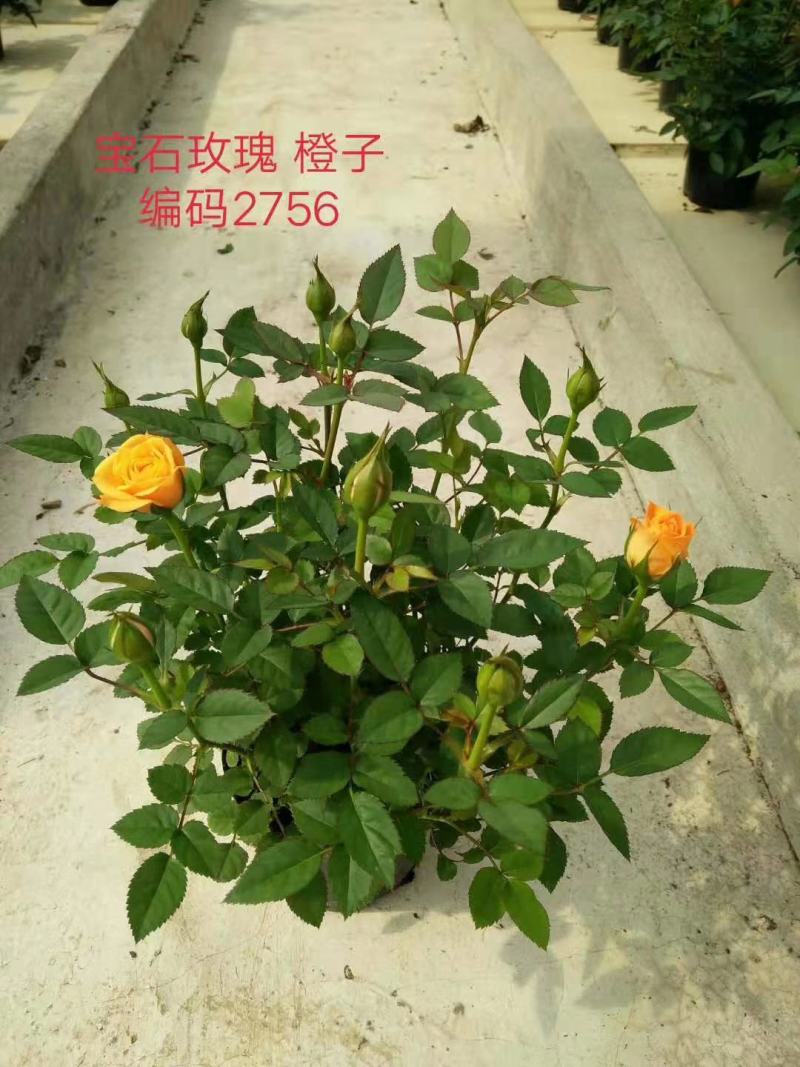 微型月季花卉盆景基地直供玫瑰小盆栽品种多