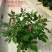 微型月季花卉盆景基地直供玫瑰小盆栽品种多