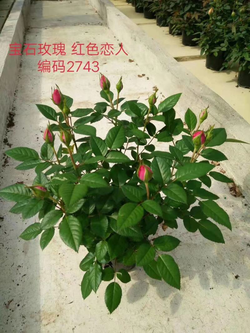 微型月季花卉盆景基地直供玫瑰小盆栽品种多