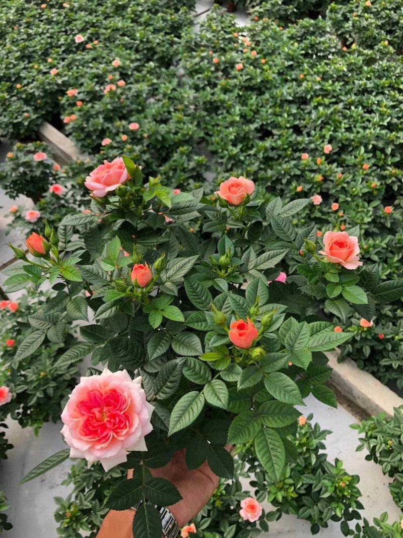 微型月季花卉盆景基地直供玫瑰小盆栽品种多