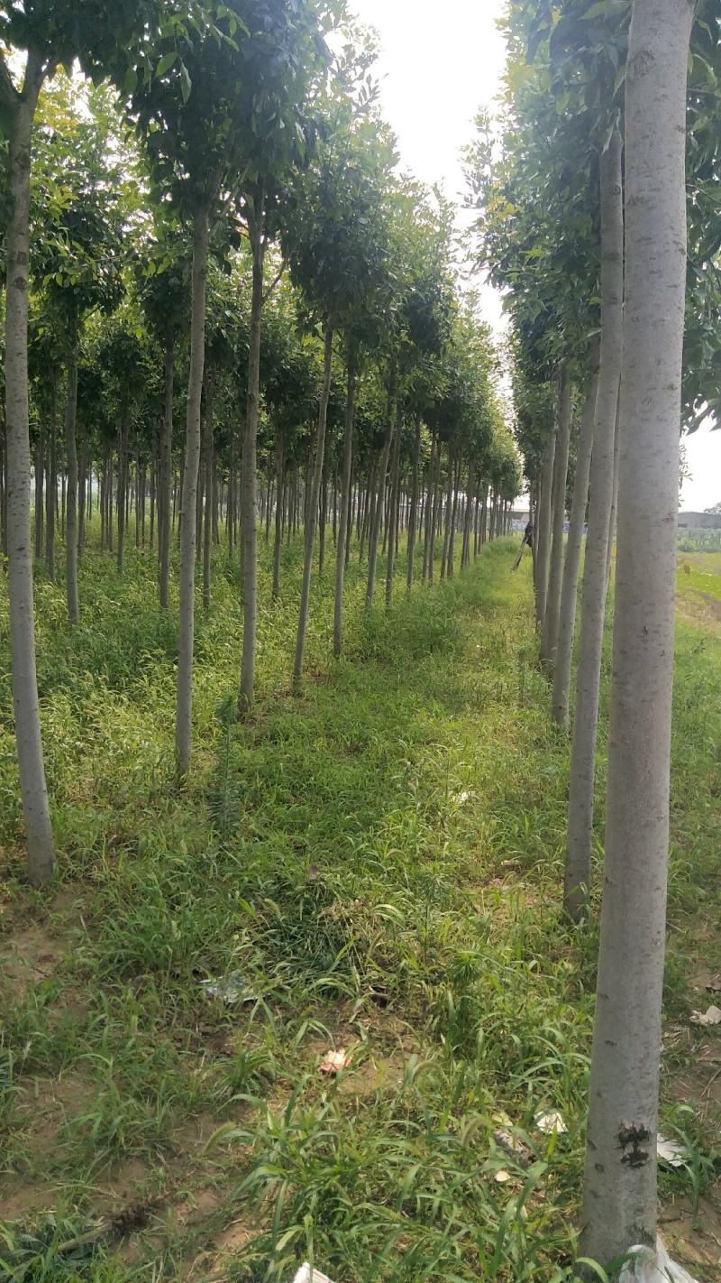 【精品推荐】白蜡树一级速生白蜡钢管直6-10公分
