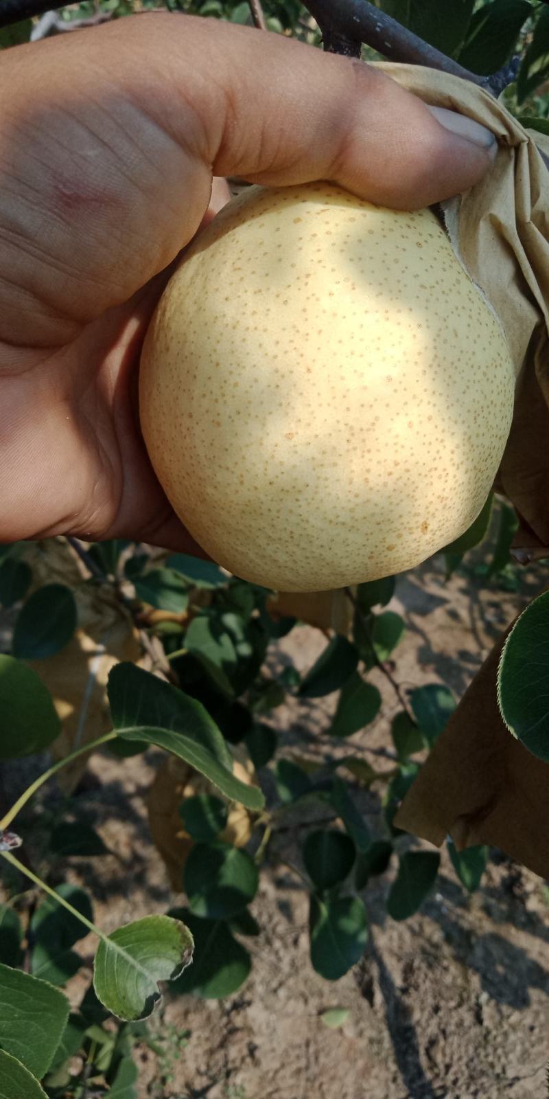 陕西蒲城早酥梨口感鲜美