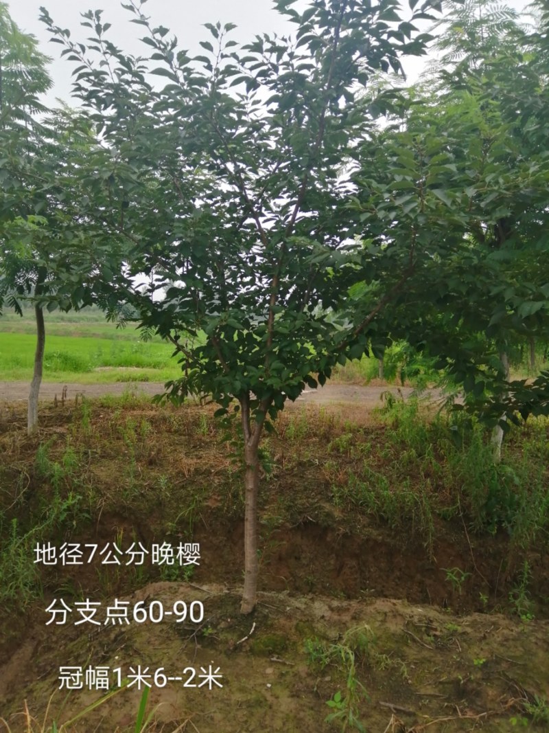 栾树，桂花红叶李，樱花产地合肥，500亩基地