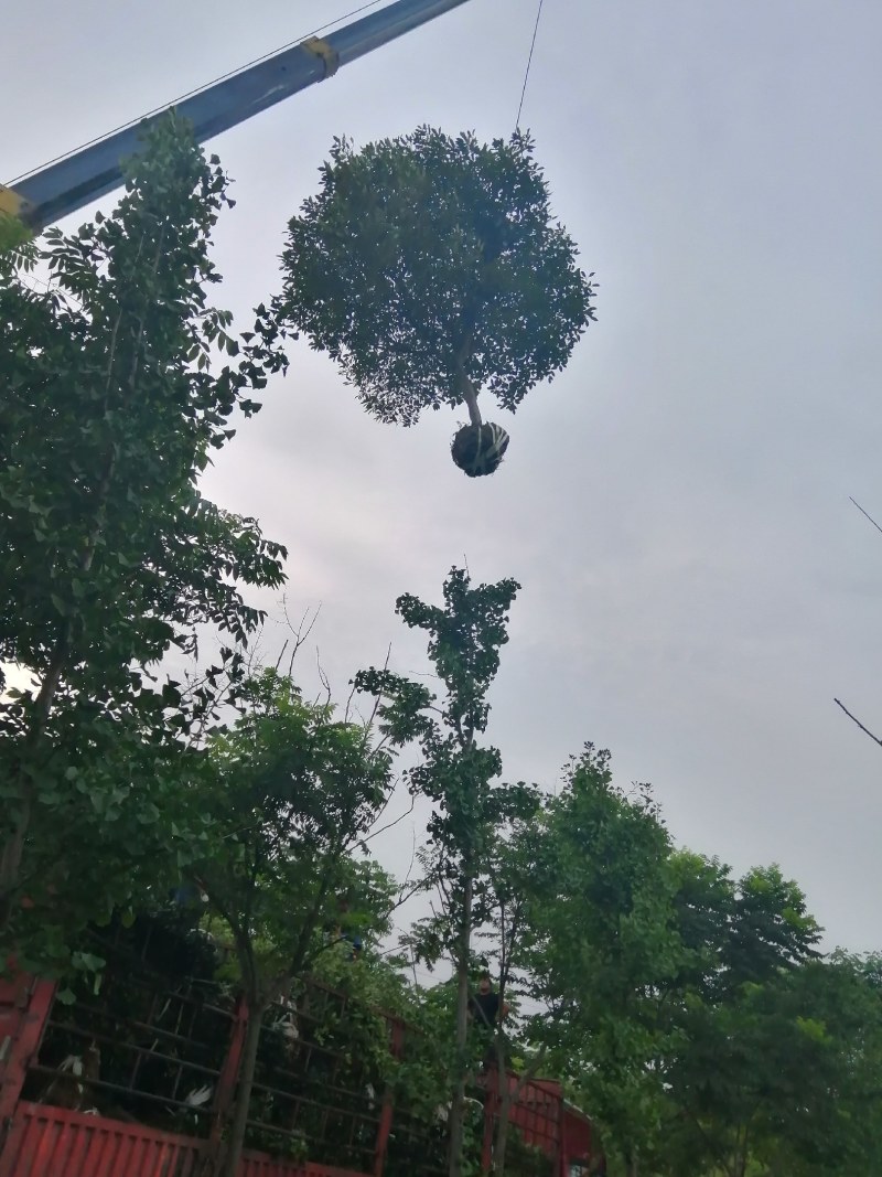 栾树，桂花红叶李，樱花产地合肥，500亩基地