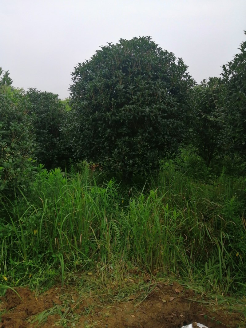 栾树，桂花红叶李，樱花产地合肥，500亩基地