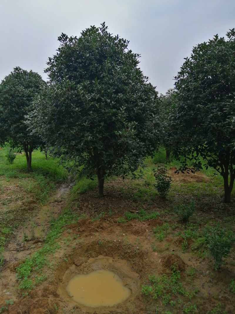 栾树，桂花红叶李，樱花产地合肥，500亩基地