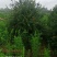 栾树，桂花红叶李，樱花产地合肥，500亩基地