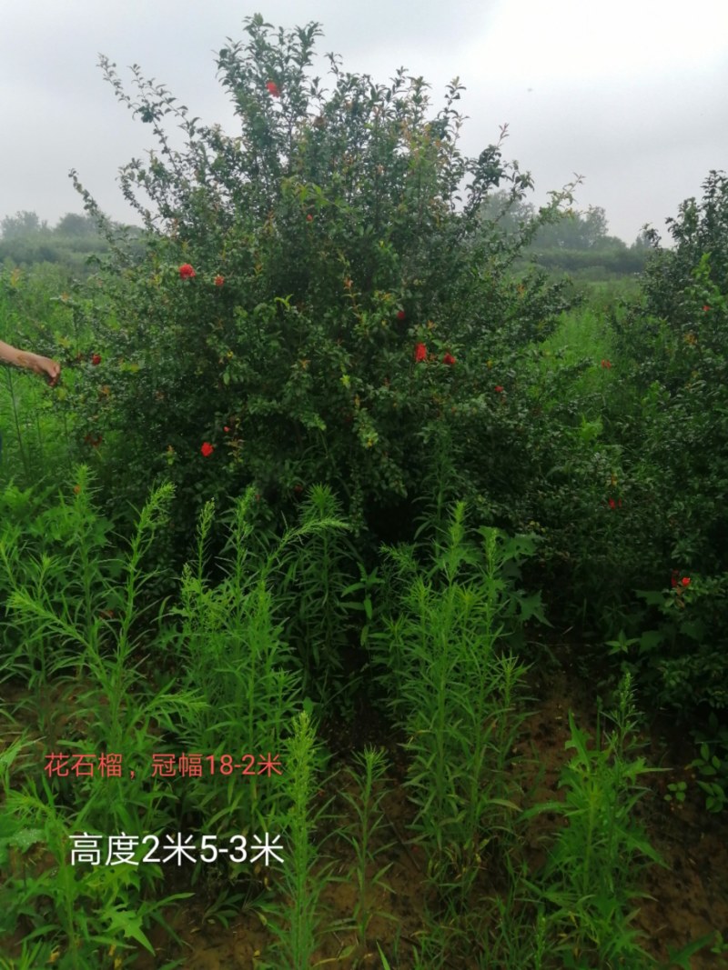 栾树，桂花红叶李，樱花产地合肥，500亩基地