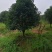栾树，桂花红叶李，樱花产地合肥，500亩基地