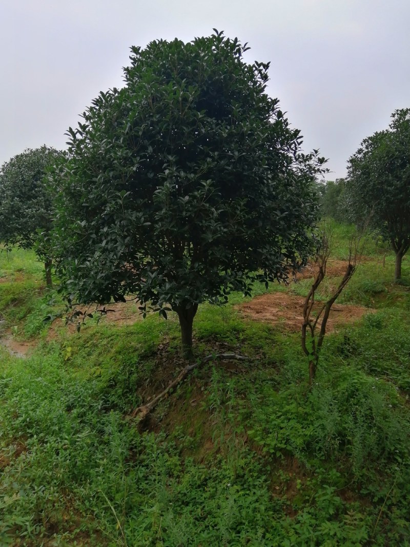 栾树，桂花红叶李，樱花产地合肥，500亩基地
