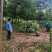 栾树，桂花红叶李，樱花产地合肥，500亩基地
