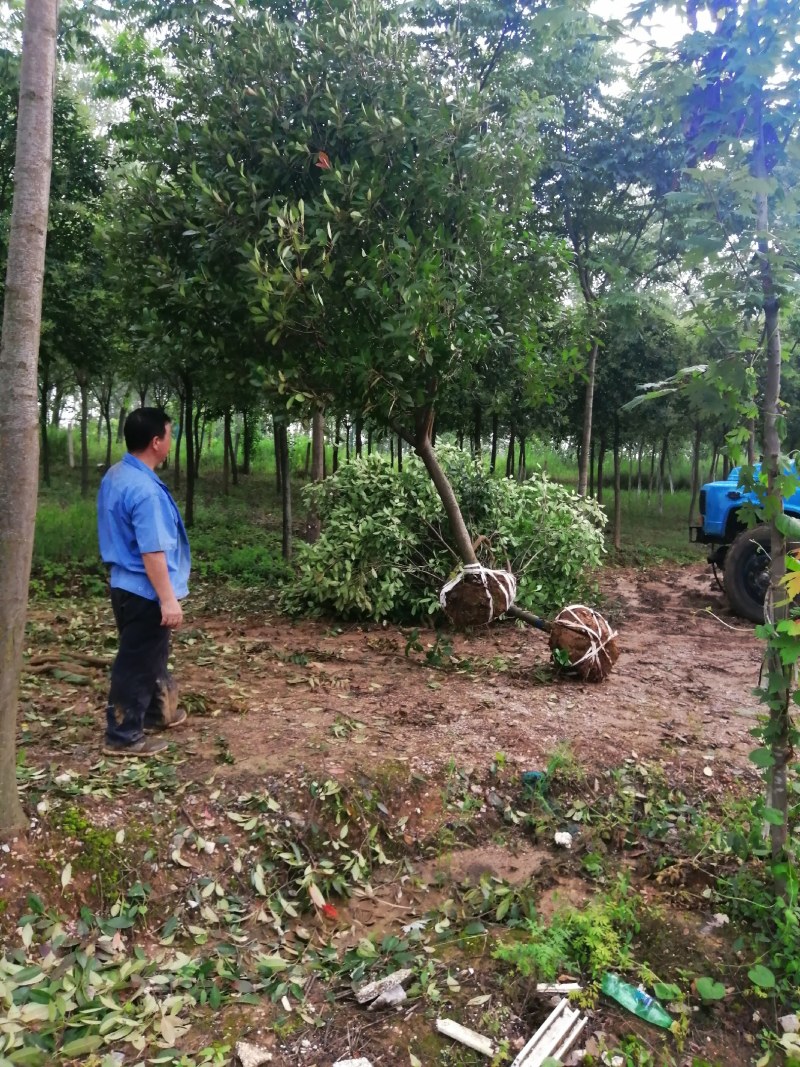 栾树，桂花红叶李，樱花产地合肥，500亩基地