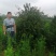 栾树，桂花红叶李，樱花产地合肥，500亩基地