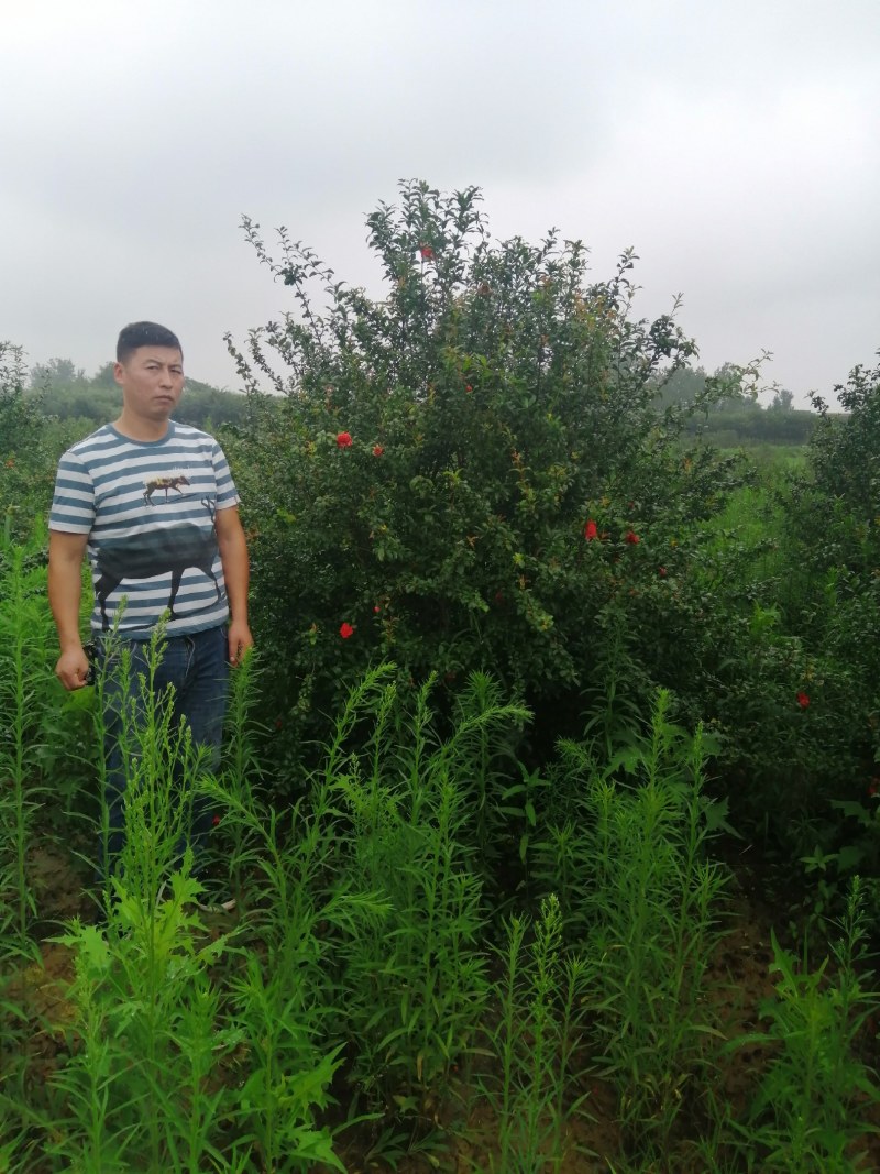 栾树，桂花红叶李，樱花产地合肥，500亩基地