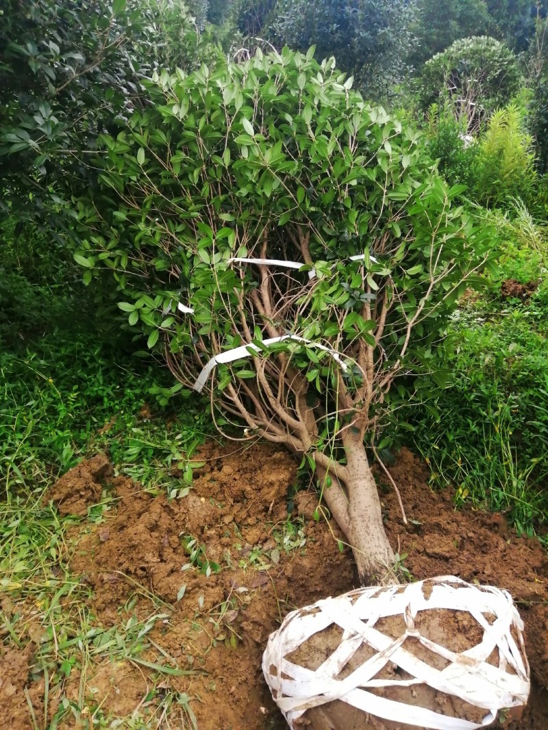 栾树，桂花红叶李，樱花产地合肥，500亩基地