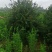 栾树，桂花红叶李，樱花产地合肥，500亩基地