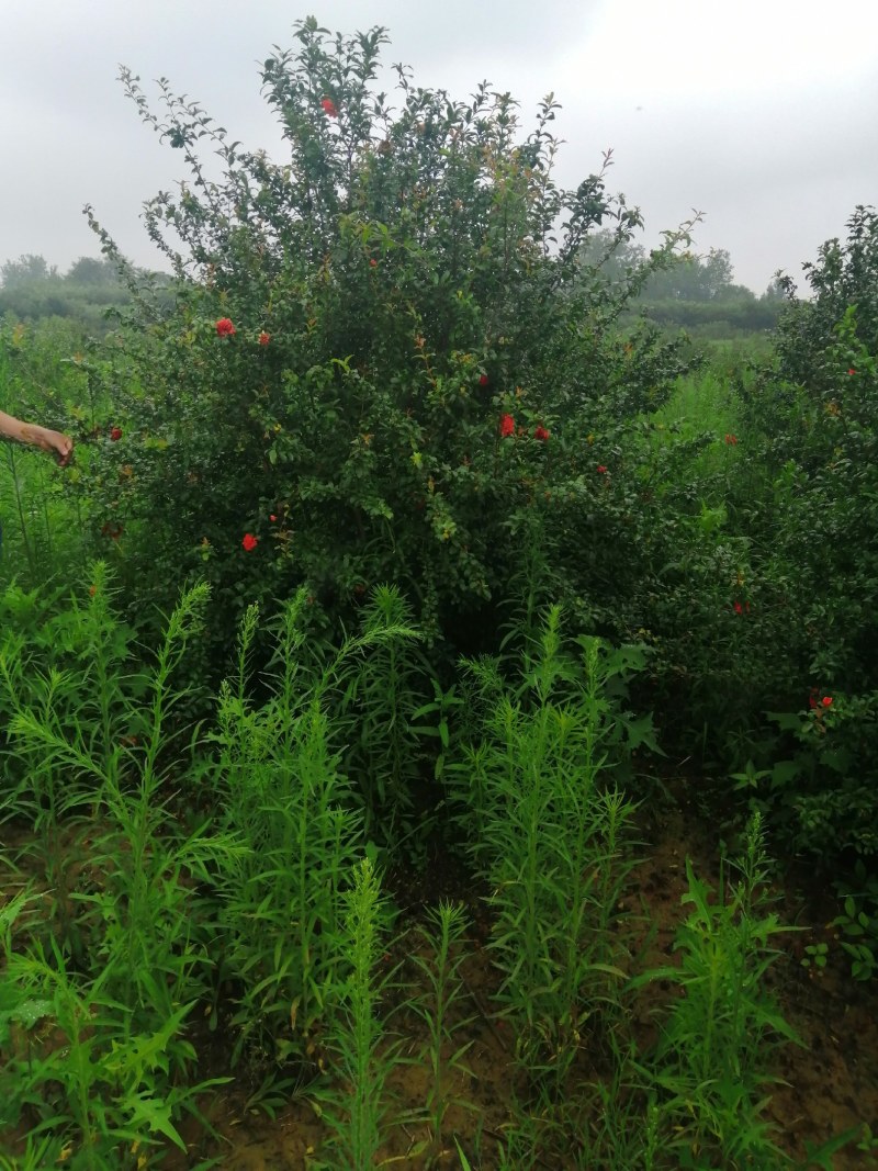 栾树，桂花红叶李，樱花产地合肥，500亩基地