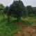 栾树，桂花红叶李，樱花产地合肥，500亩基地