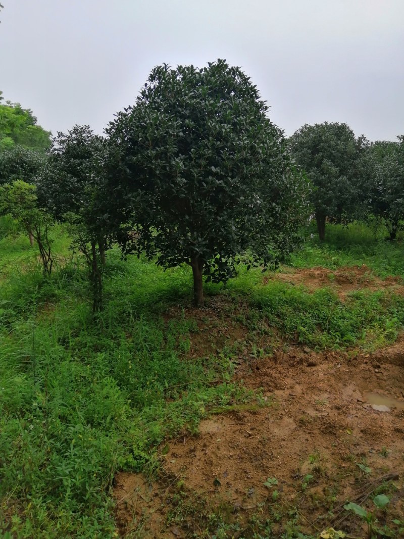 栾树，桂花红叶李，樱花产地合肥，500亩基地