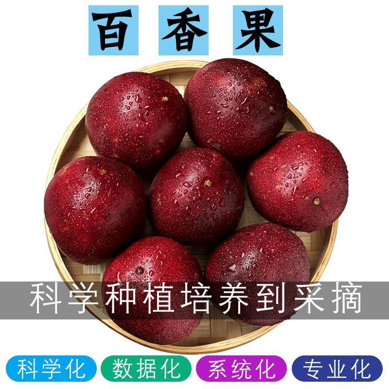 紫皮百香果大国批发5斤装百香果福建大果销售一件代发