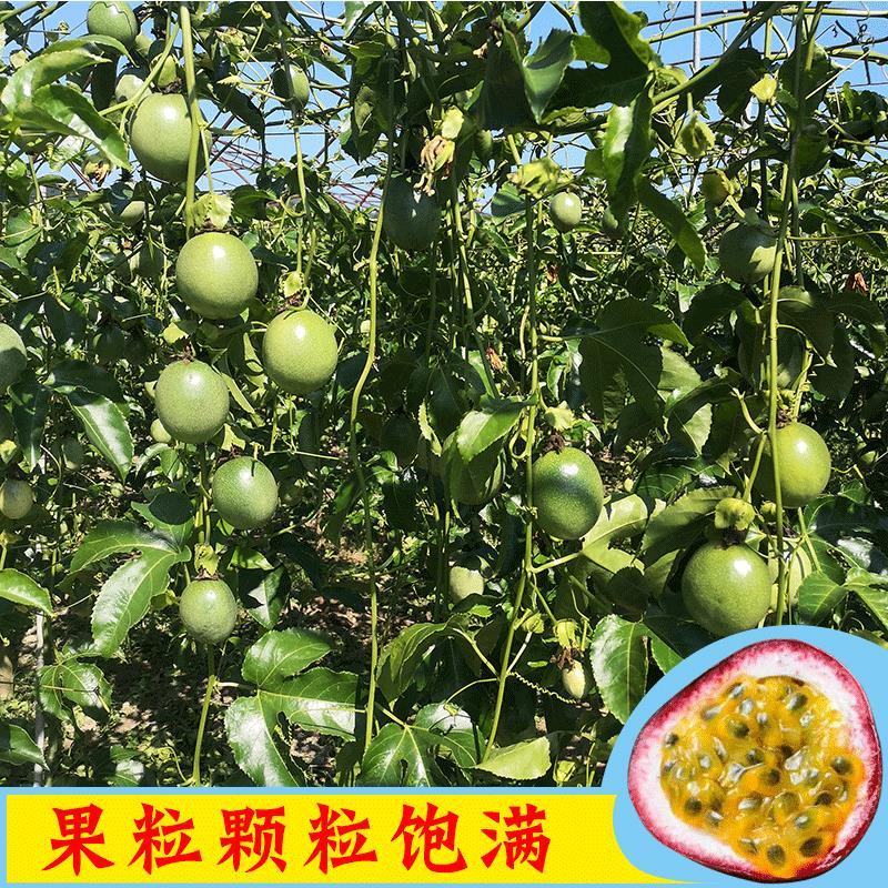 紫皮百香果大国批发5斤装百香果福建大果销售一件代发