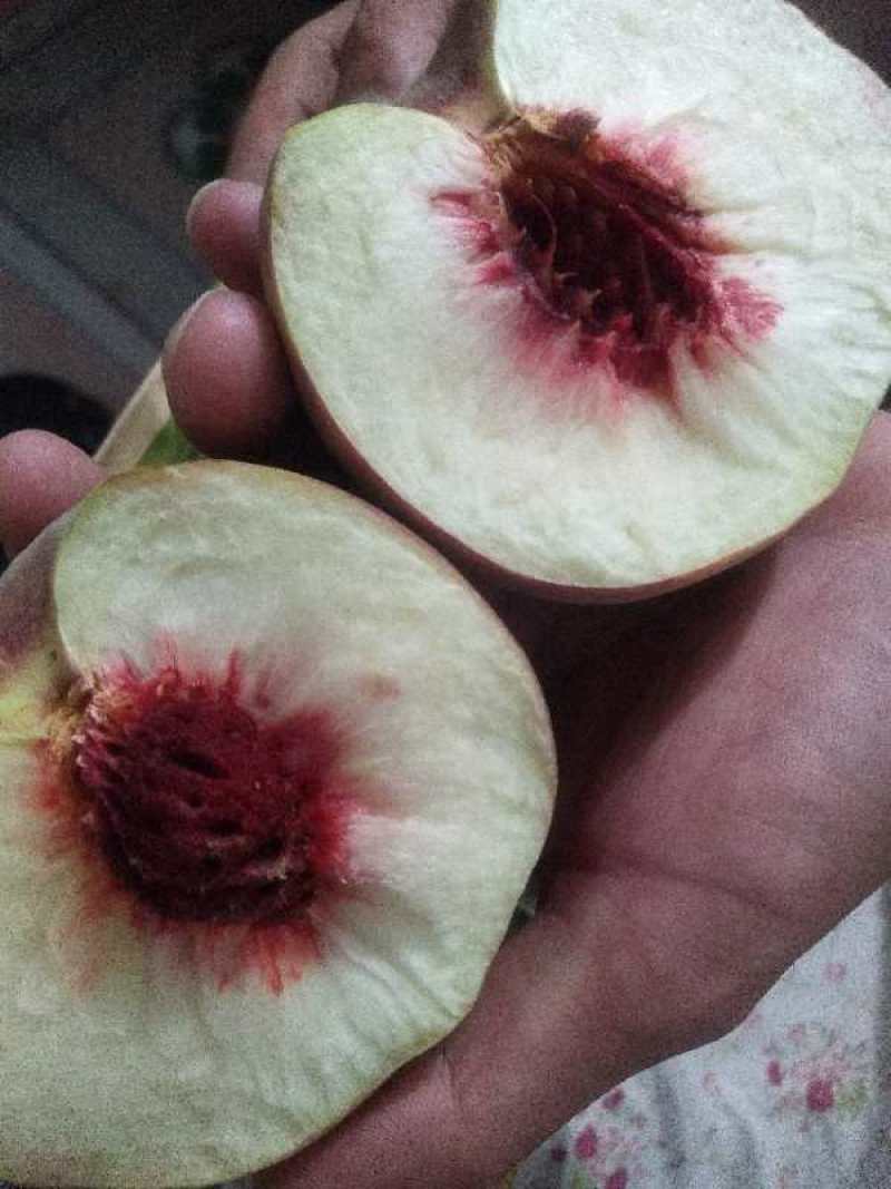 秋彤桃子，个头大，甜，脆，离核，颜色漂亮，预售……