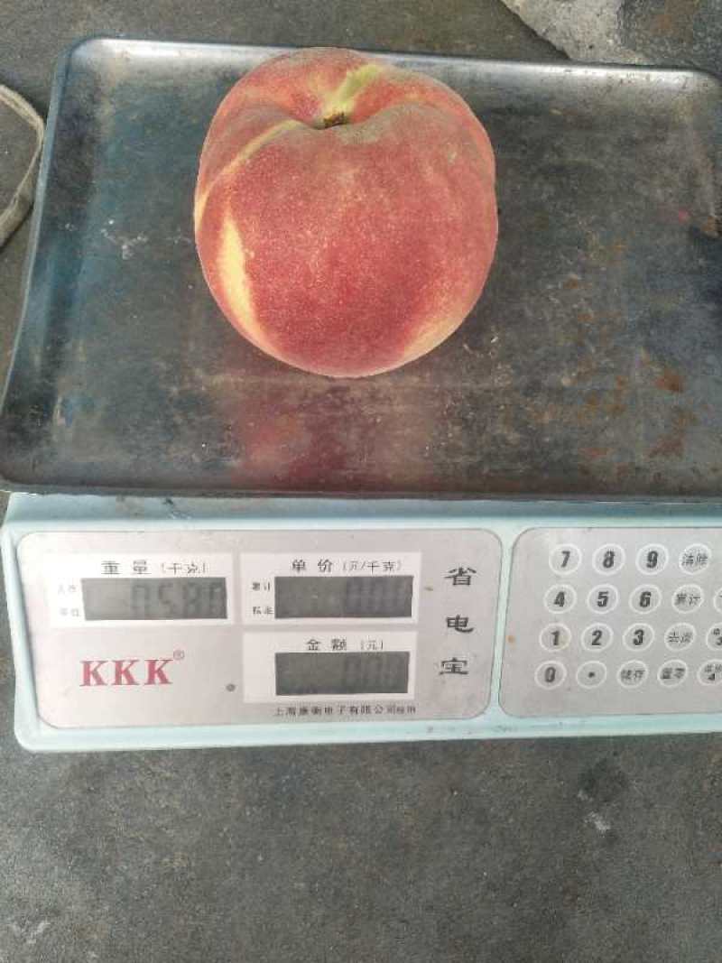 秋彤桃子，个头大，甜，脆，离核，颜色漂亮，预售……