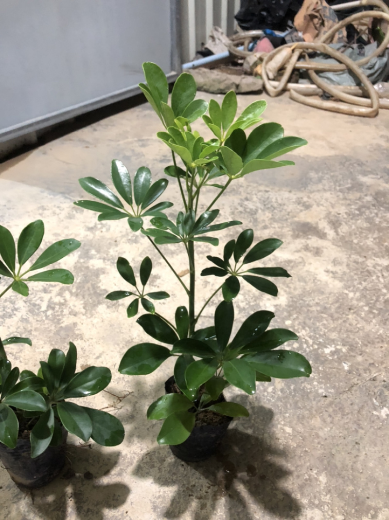 广东鸭脚木3/7斤袋供应