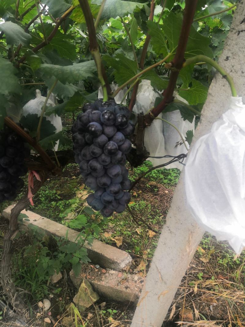 陕西宝鸡巨峰开始，口感串形精品，货源稳定，量大，货源聚集