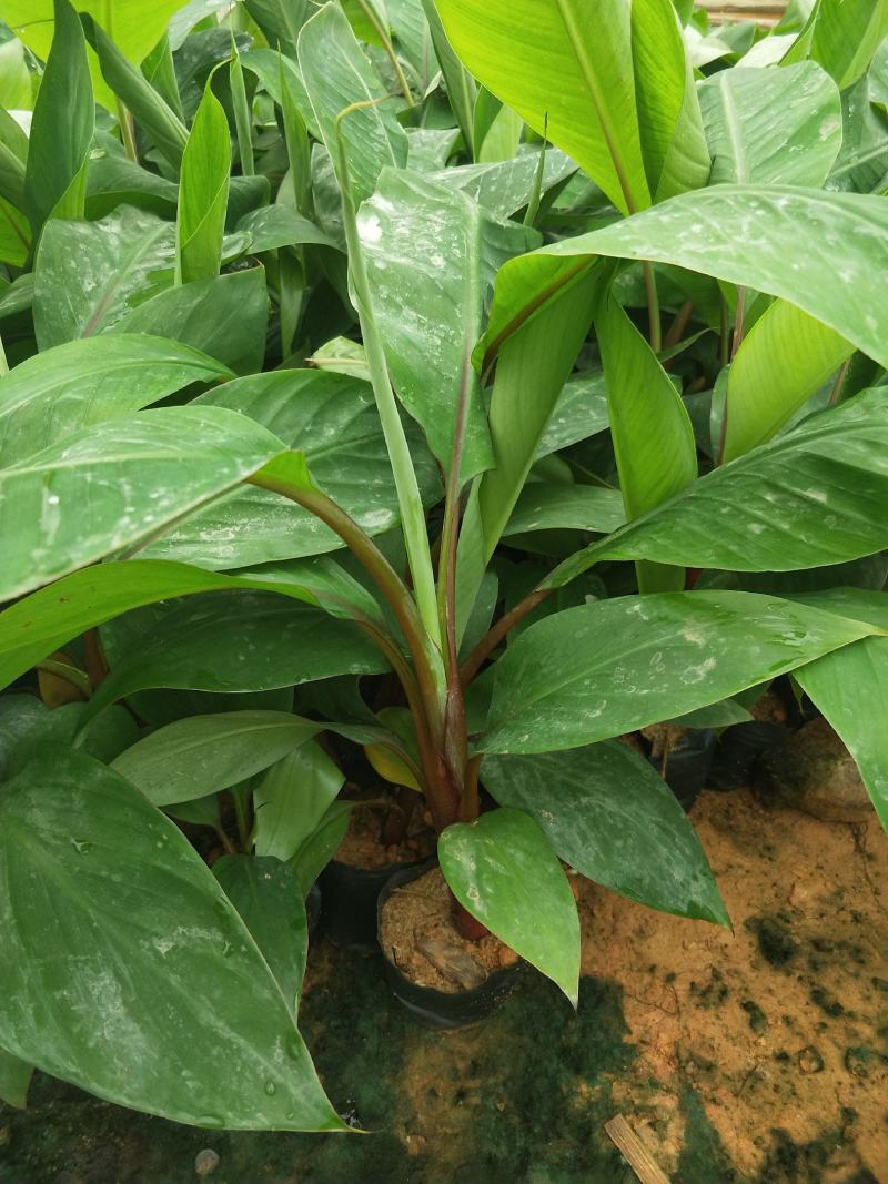 金粉一号西贡蕉苗，威廉斯B6香蕉苗，红香蕉苗，中蕉9号，