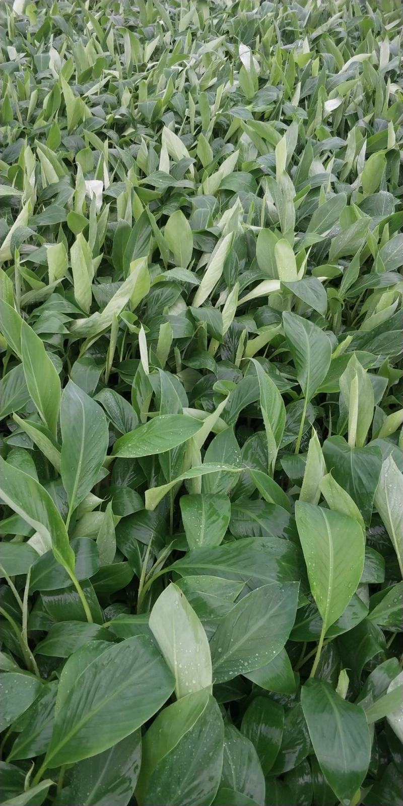 金粉一号西贡蕉苗，威廉斯B6香蕉苗，红香蕉苗，中蕉9号，